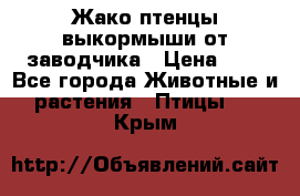 Жако птенцы выкормыши от заводчика › Цена ­ 1 - Все города Животные и растения » Птицы   . Крым